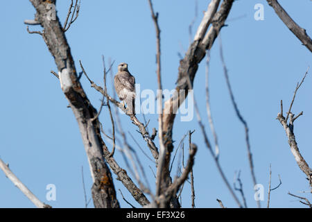 Schwarzmilan (Milvus Migrans). Wildvögel in einen natürlichen Lebensraum. Russland, die Oblast Rjasan. Stockfoto