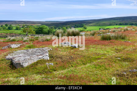 Die North York Moors National Park zeigen Ackerland, Trockenmauer, Pflanzen in voller Blüte an einem hellen Frühlingsmorgen. Stockfoto