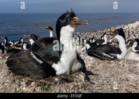 König Kormoran Inkubation im nest Stockfoto