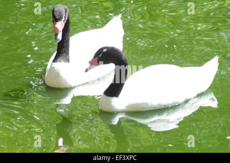 Schwarz-necked Schwan Sonnentag Stockfoto