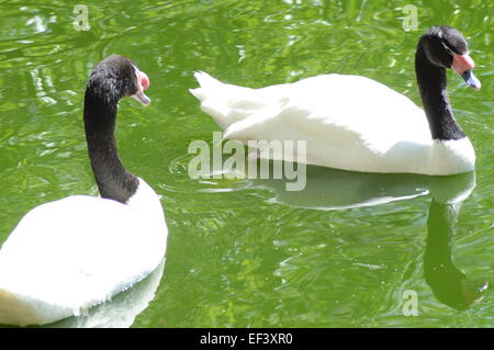 Schwarz-necked Schwan Sonnentag Stockfoto