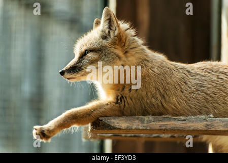 Bild eines sitzenden Fuchs Stockfoto