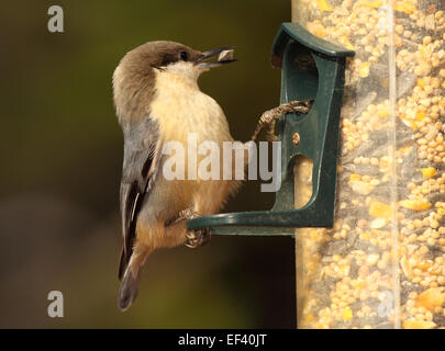 Ein unter der Leitung von Brown Kleiber unter einen Samen von einem Feeder. Stockfoto