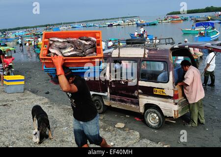 Cabria Fisch - Hafen in PUERTO PIZARRO kaufen. Abteilung von Tumbes. Peru Stockfoto