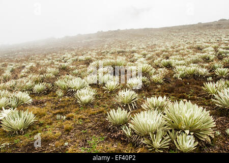 Typische Landschaft der Paramos, eine Ecossystem, die in großen Höhen der Northwetern Südamerika gefunden. Stockfoto