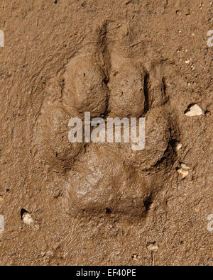 Eine detaillierte Coyote Spur im Schlamm. Stockfoto