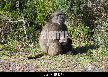 Mutter und Baby Chacma Pavian am Cape of Good Hope Nature Reserve in Südafrika Stockfoto