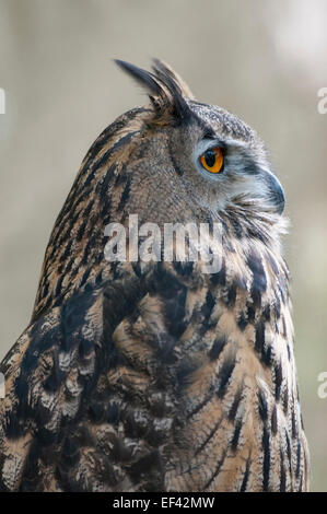 Eine europäische Uhu (Captive) Seite Porträt Salehurst, East Sussex, UK Stockfoto