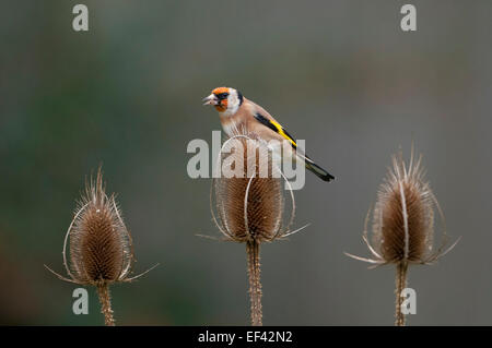 Ein Stieglitz frisst Samen von Karde Köpfe, Hastings, East Sussex UK Stockfoto