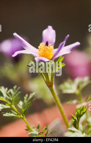 Kuhschelle Pulsatilla Vulgaris, Anemone pulsatilla Stockfoto