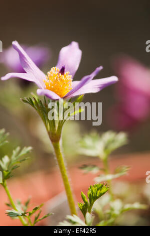 Kuhschelle Pulsatilla Vulgaris, Anemone pulsatilla Stockfoto