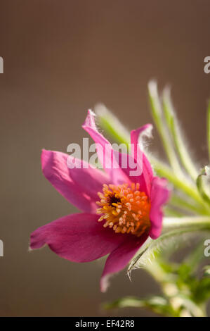 Kuhschelle Pulsatilla Vulgaris, Anemone pulsatilla Stockfoto