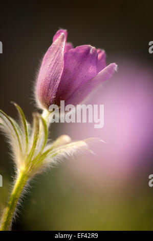 Kuhschelle Pulsatilla Vulgaris, Anemone pulsatilla Stockfoto