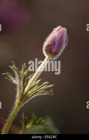 Kuhschelle Pulsatilla Vulgaris, Anemone pulsatilla Stockfoto