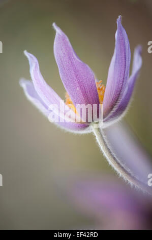 Kuhschelle Pulsatilla Vulgaris, Anemone pulsatilla Stockfoto