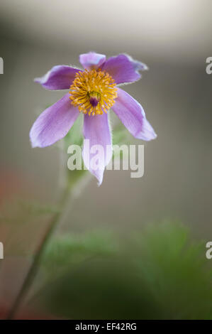 Kuhschelle Pulsatilla Vulgaris, Anemone pulsatilla Stockfoto