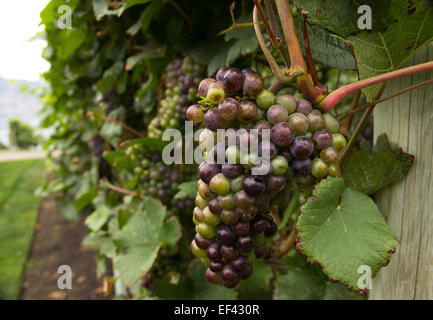 Cluster von Trauben am Rebstock in einem Weinberg der OKanagan Wein Region in Kanada. Stockfoto