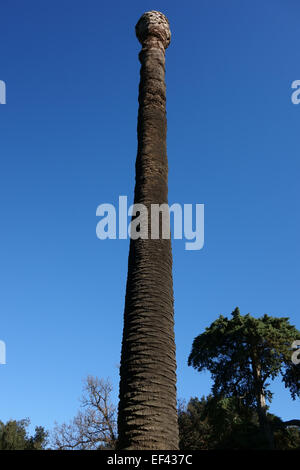 Palm Tree Krankheit, den Palmrüssler Rhynchophorus ferrugineus Stockfoto