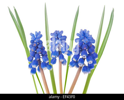 Muscari Blumen mit Blätter isolierten auf weißen Hintergrund Stockfoto