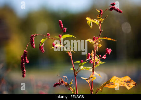 Persicaria Maculosa (SY Polygonum Persicaria). Lady's Daumen Stockfoto