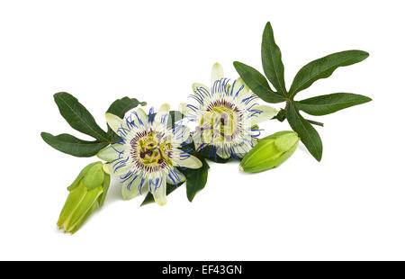 Passionsblume (Passiflora) isoliert auf weißem Hintergrund. Stockfoto