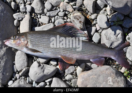 Europäische Äsche. Produktion eines Fischers auf dem Ural-Fluss - Birke Äschen. Stockfoto