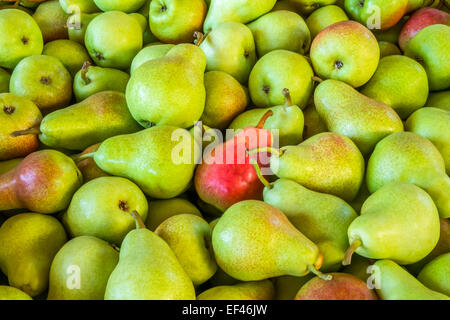 Eine Kiste voller frisch gepflückt Rosemary Birnen für den Markt. Stockfoto