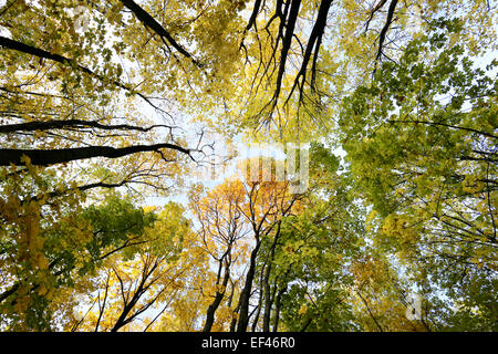 Hintergrund im Herbst Bäume Stockfoto