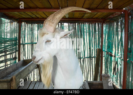 Saanen Ziegenbock in seinem Stall stehen, blickt des Betrachters während der Anzeige seiner großen Hörnern und langen, weißen Bart. Stockfoto