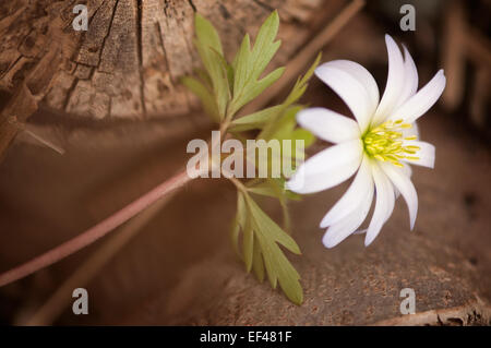 Anemone Blanda. Balkan-Anemone, griechische Windflower, Winter windflower Stockfoto
