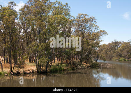Goulburn River in Michelton Winery, Victoria, Australien Stockfoto