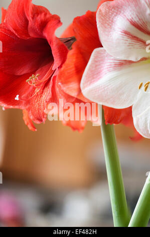 Hippeastrum 'Red Lion', 'Apple Blossom'. Winter blühende Zimmerpflanze, Glühlampe. Stockfoto