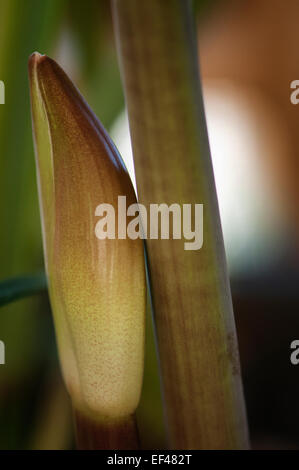 Hippeastrum. Winter blühende Zimmerpflanze, Glühlampe. Stockfoto