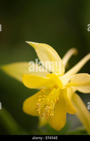 Omas Motorhaube Blume Nahaufnahme. Aquilegia x hybrida Stockfoto