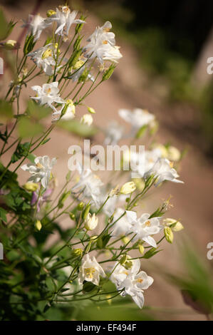 Omas Motorhaube Blume Nahaufnahme. Aquilegia x hybrida Stockfoto