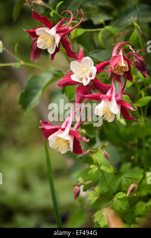 Omas Motorhaube Blume Nahaufnahme. Aquilegia x hybrida Stockfoto