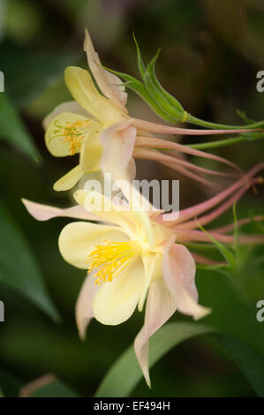 Omas Motorhaube Blume Nahaufnahme. Aquilegia x hybrida Stockfoto