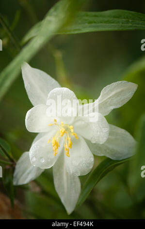 Omas Motorhaube Blume Nahaufnahme. Aquilegia x hybrida Stockfoto