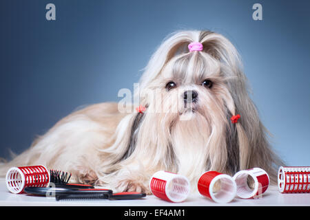 Shih Tzu Hund mit roten Lockenwicklern Pflege auf blauem Hintergrund. Stockfoto