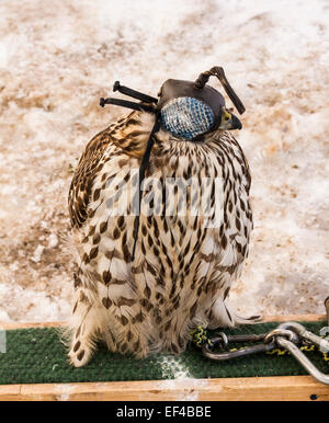 Peregrine Falcon eine Falknerei Haube. Stockfoto