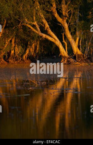 Eukalyptusbäume (Melaleuca cajuputi) an einem sumpfigen Süßwassersee namens Lake Peto in Central Rote, Rote Ndao, East Nusa Tenggara, Indonesien. Stockfoto