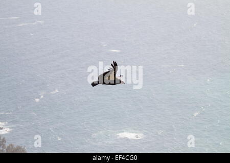 Eine wilde Kalifornien-Kondor (Gymnogyps Californianus) schweben über dem Pazifik am Big Sur California des größten nordamerikanischen Vogels Stockfoto
