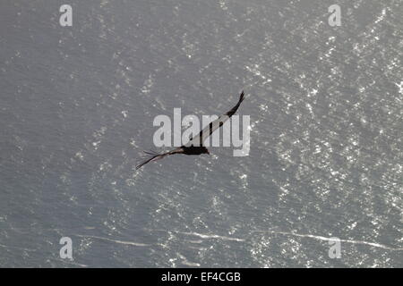 Eine wilde Kalifornien-Kondor (Gymnogyps Californianus) schweben über dem Pazifik am Big Sur California des größten nordamerikanischen Vogels Stockfoto