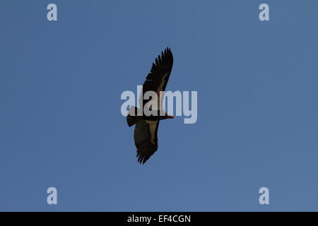 Eine wilde Kalifornien-Kondor (Gymnogyps Californianus) schweben über dem Pazifik am Big Sur California des größten nordamerikanischen Vogels Stockfoto