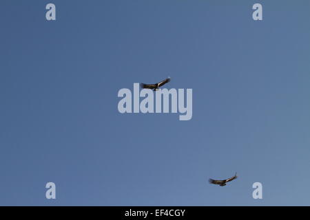Eine wilde Kalifornien-Kondor (Gymnogyps Californianus) schweben über dem Pazifik am Big Sur California des größten nordamerikanischen Vogels Stockfoto
