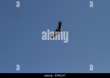 Eine wilde Kalifornien-Kondor (Gymnogyps Californianus) schweben über dem Pazifik am Big Sur California des größten nordamerikanischen Vogels Stockfoto