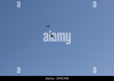 Eine wilde Kalifornien-Kondor (Gymnogyps Californianus) schweben über dem Pazifik am Big Sur California des größten nordamerikanischen Vogels Stockfoto