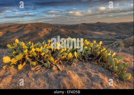 Malerischer Blick auf Anaheim Hills mit Feigenkakteen im Vordergrund fotografiert bei Sonnenuntergang in Wehr Canyon Wilderness Park, Anaheim, Kalifornien. Stockfoto