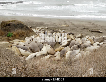 Gruppe von See-Elefanten schlafen am Strand Stockfoto