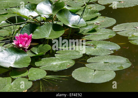 Gartenteich mit Waterlily oder Lotus Blume Stockfoto